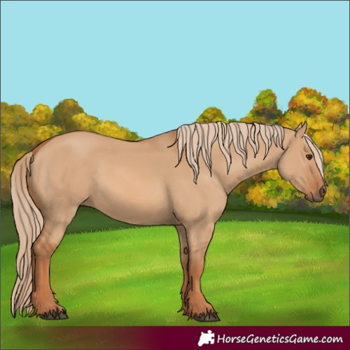Horse Color:Red Dun