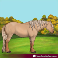 Horse Color:Red Dun 