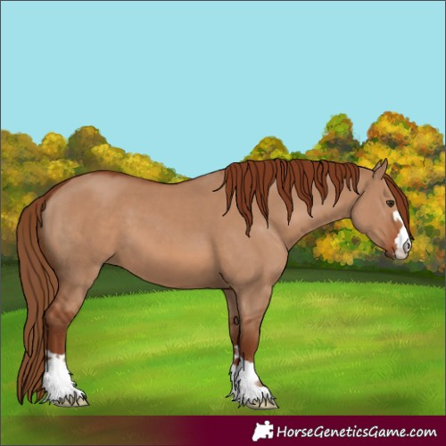 Horse Color:Red Dun  and Red Dun 