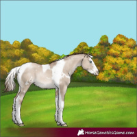 Horse Color:White Spotted Grullo Pearl Splash Tobiano 