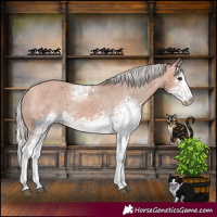 Horse Color:White Spotted Silver Bay Appaloosa