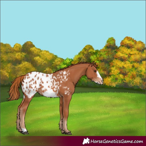 Horse Color:Chestnut Frame Appaloosa 