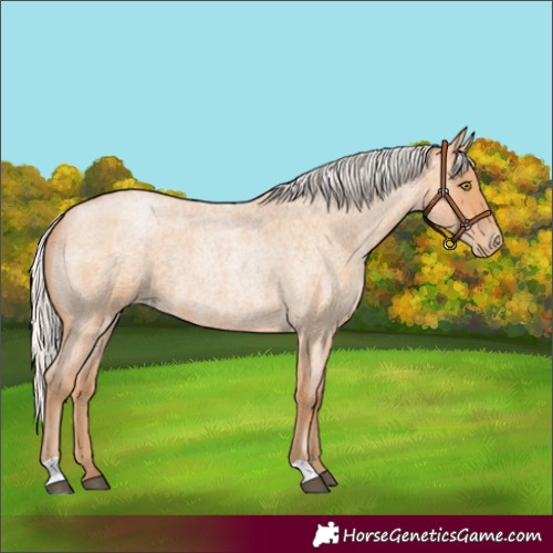 Horse Color:Silver Bay Roan Pearl