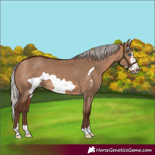 Horse Color:Silver Bay Dun Frame