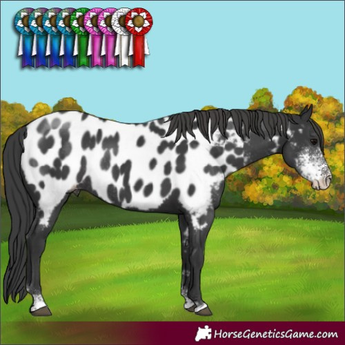Horse Color:Black Sabino Near Leopard Rabicano 