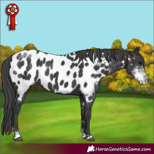 Horse Color:Black Sabino Appaloosa Rabicano 