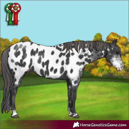 Horse Color:Black Sabino Appaloosa Rabicano 
