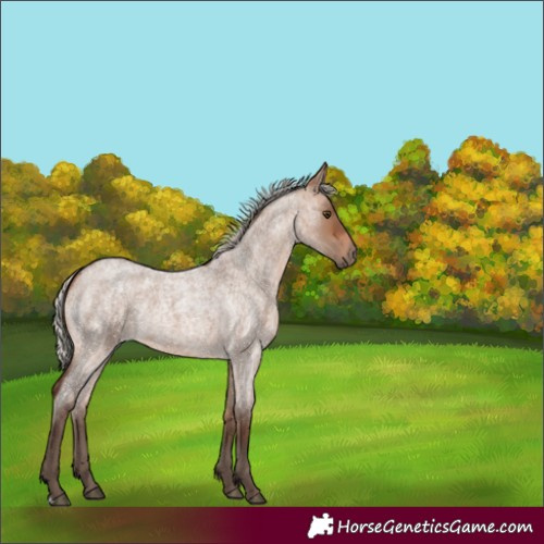 Horse Color:Silver Brown Roan Dun Rabicano 