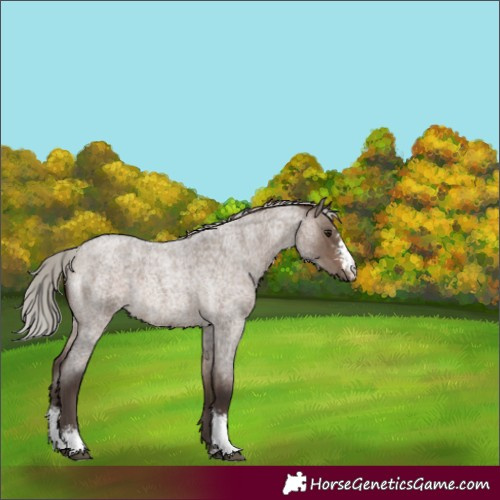 Horse Color:Silver Brown Roan Dun Sabino Rabicano 