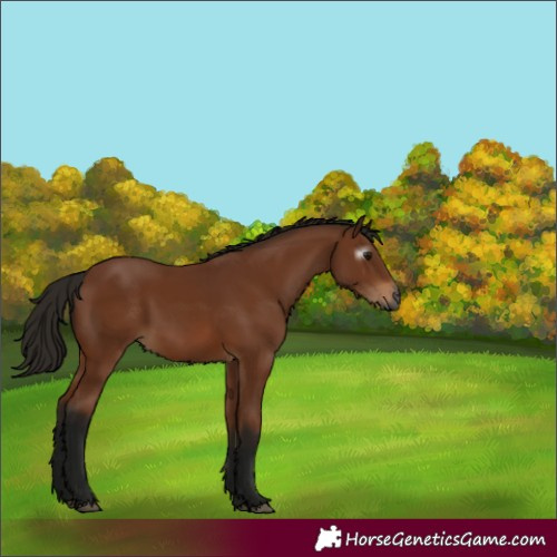 Horse Color:Gray Bay 