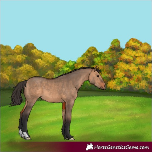 Horse Color:Bay Dun 