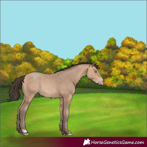 Horse Color:Amber Champagne Rabicano 