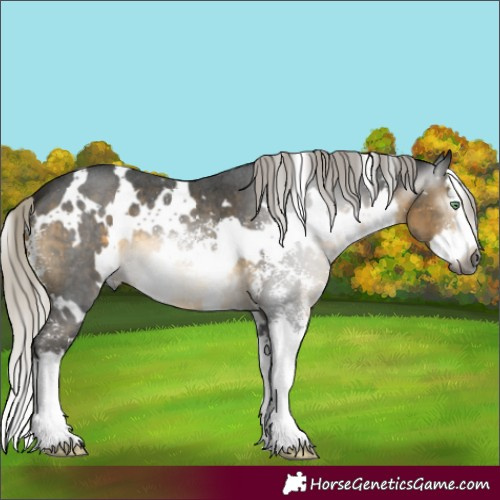 Horse Color:Gray White Spotted Silver Buckskin Mushroom Sabino Splash 