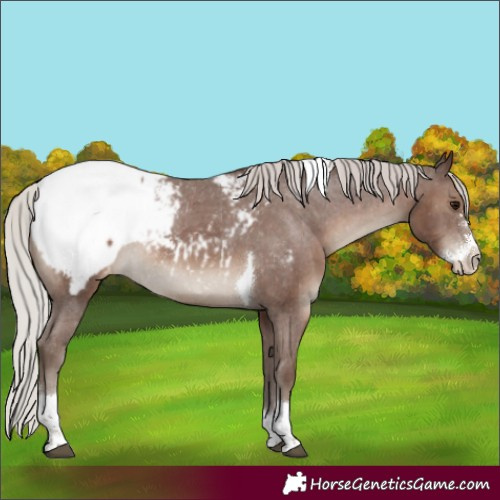 Horse Color:Silver Black Sabino Tobiano Appaloosa Rabicano 