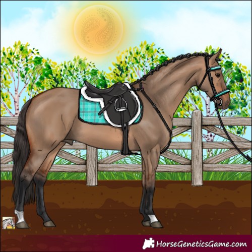 Horse Color:Bay Dun 