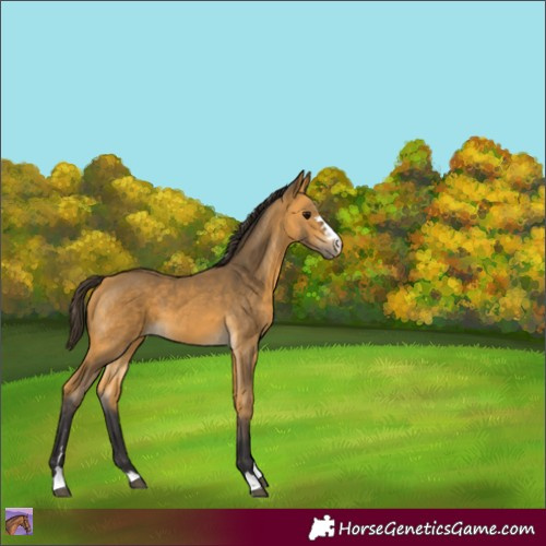 Horse Color:Buckskin 