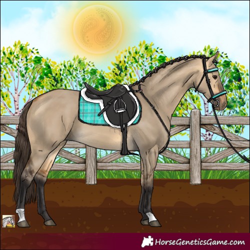 Horse Color:Buckskin Dun 