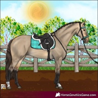Horse Color:Buckskin Dun