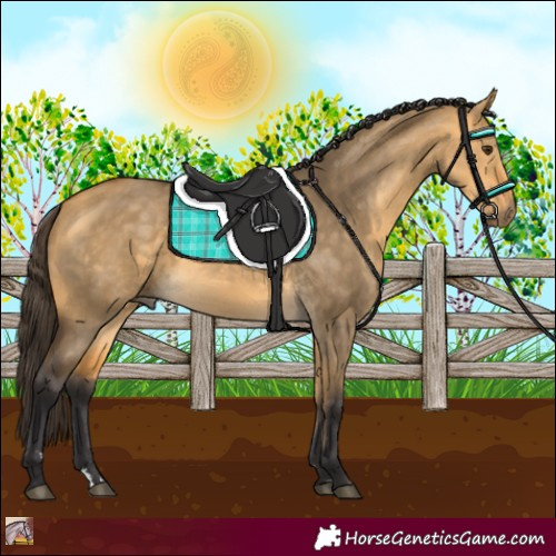 Horse Color:Buckskin Dun 