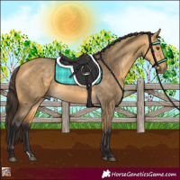 Horse Color:Buckskin Dun 