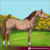 Horse Color:Red Dun and Red Dun