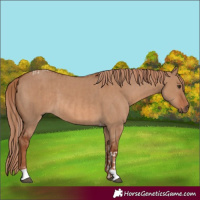 Horse Color:Red Dun Tobiano and Red Dun