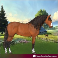 Horse Color:Bay 