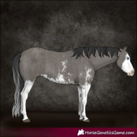 Horse Color:Grullo Sabino Splash  and Grullo Sabino Splash 