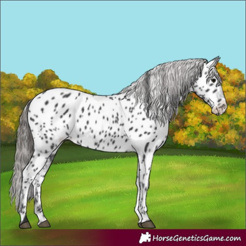 Horse Color:Black Appaloosa 