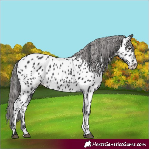 Horse Color:Black Appaloosa 