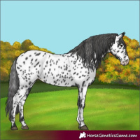 Horse Color:Black Appaloosa 