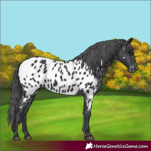 Horse Color:Black Appaloosa 