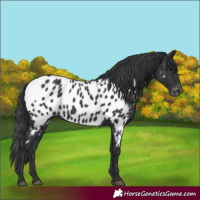 Horse Color:Black Near Leopard