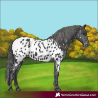 Horse Color:Black Appaloosa 