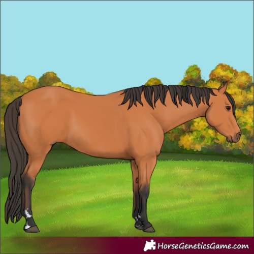 Horse Color:Bay 