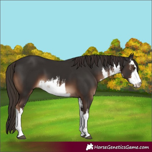 Horse Color:White Spotted Liver Chestnut 
