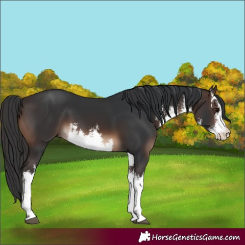 Horse Color:White Spotted Brown 