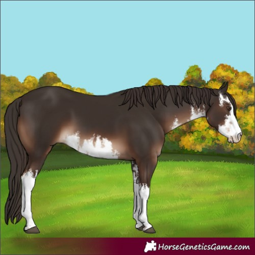 Horse Color:White Spotted Liver Chestnut
