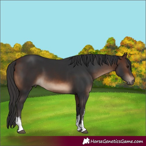 Horse Color:White Spotted Brown 