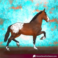 Horse Color:Bay Appaloosa