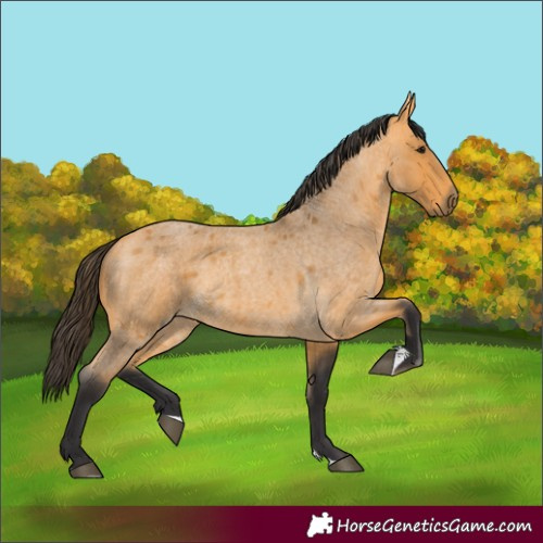 Horse Color:Buckskin Roan Tobiano