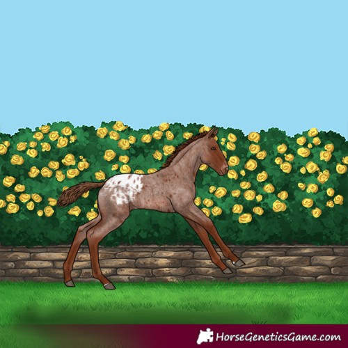 Horse Color:Red Roan Appaloosa 