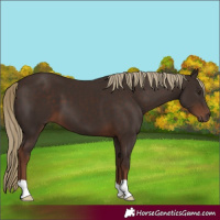 Horse Color:Liver Chestnut 