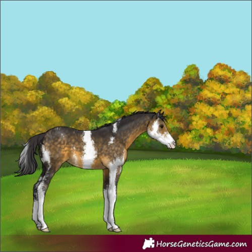 Horse Color:Buckskin Sabino