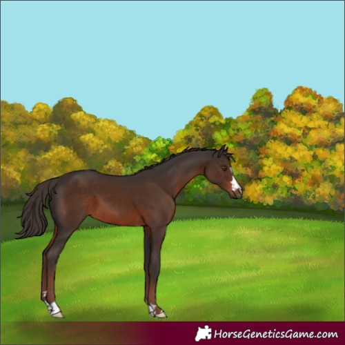 Horse Color:Liver Chestnut 