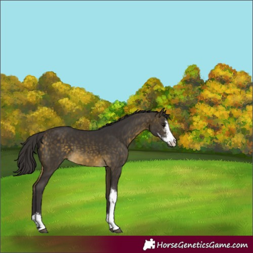 Horse Color:Buckskin Sabino 