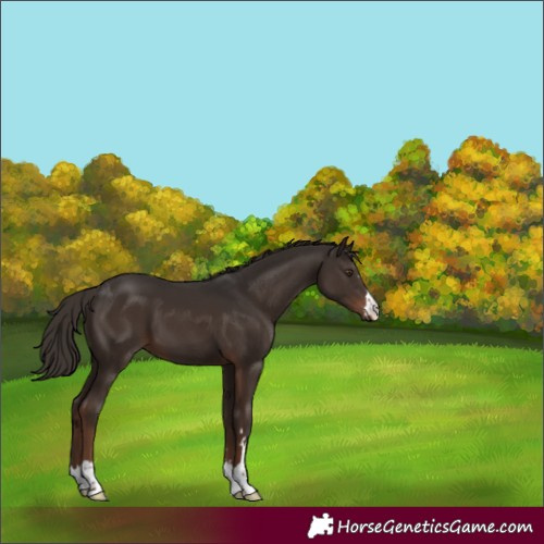 Horse Color:Liver Chestnut 