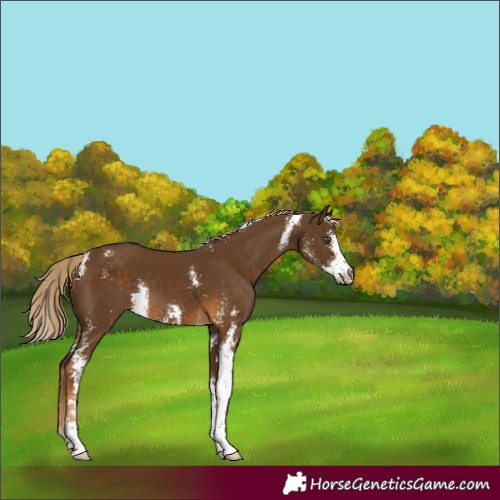 Horse Color:Chocolate Palomino Sabino 