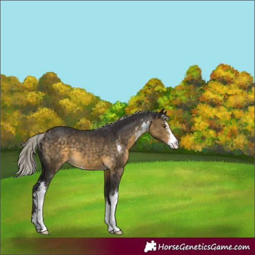 Horse Color:Silver Buckskin Sabino 