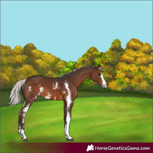 Horse Color:Silver Brown Sabino 